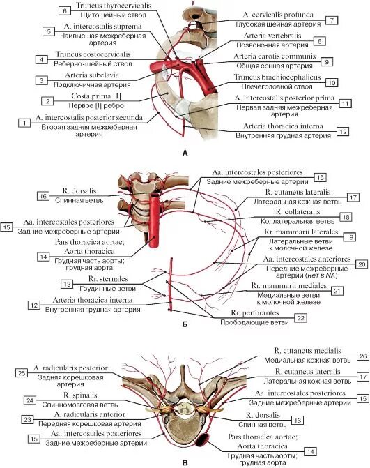 Ветви внутренней грудной артерии анатомия. Внутренняя грудная артерия топографическая анатомия. Грудные ветви внутренней грудной артерии. Прободающие ветви внутренней грудной артерии.