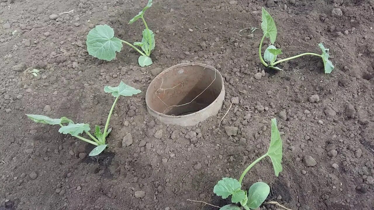 Какие огурцы надо сажать