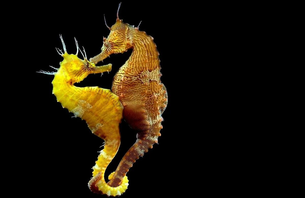 морско1 конек. самец морского конька. размножение морских коньков. как размножаются морские. морской rjybr.