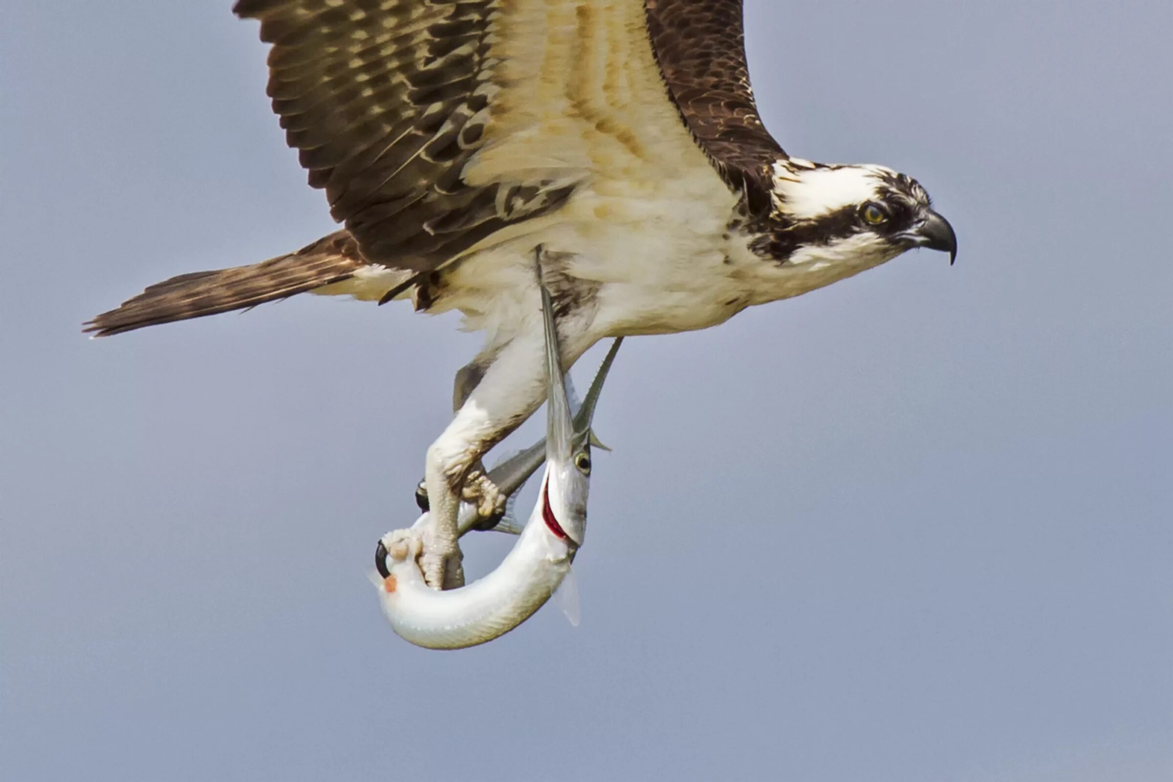 Никогда не сдаваться рисунок. Лягушка душит цаплю никогда не сдавайся. Аист ест лягушку никогда не сдавайся. Даже если съели вас съели у вас есть как минимум два выхода. Остается два выхода.