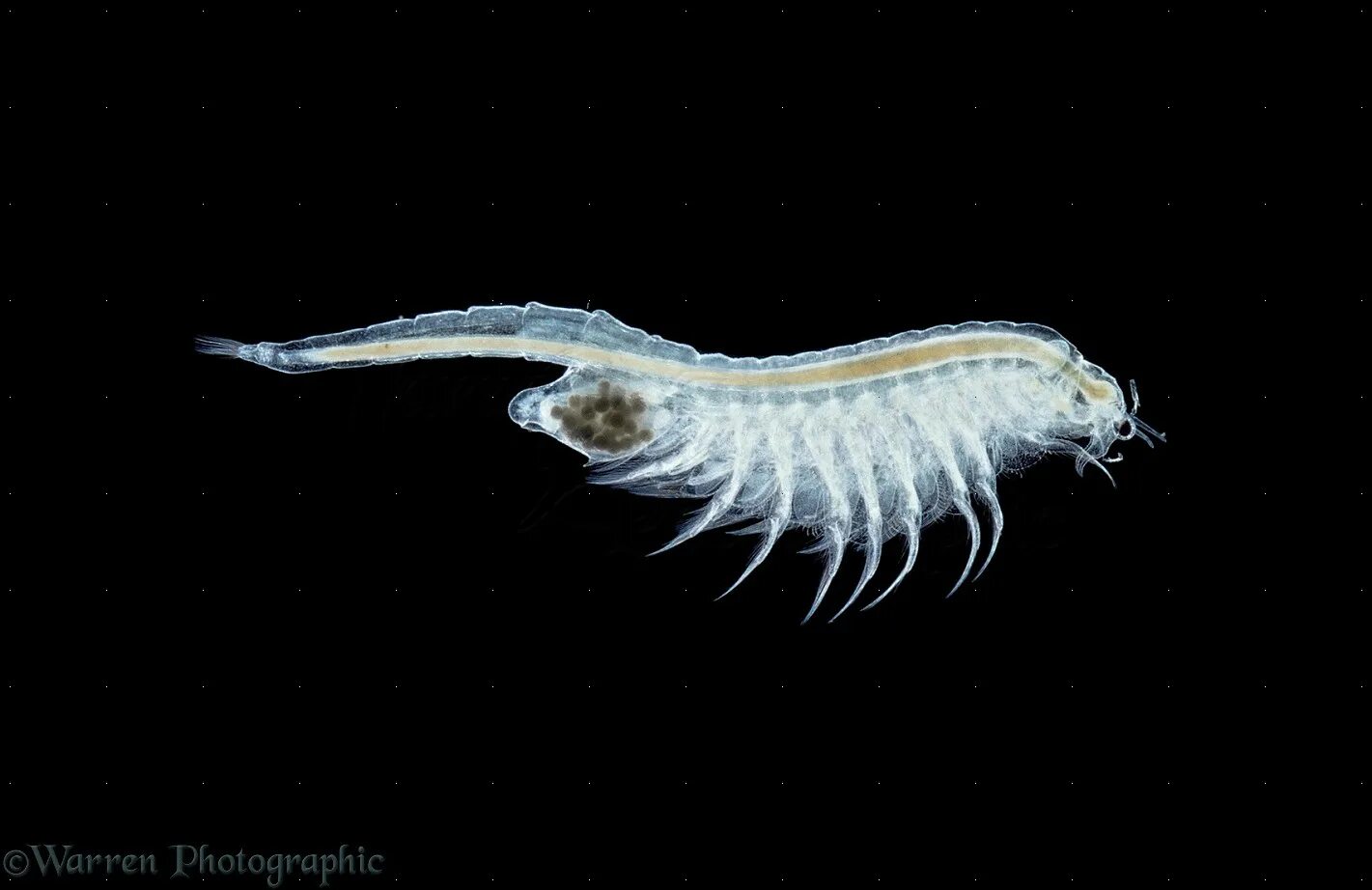 Артемия салина. Brine shrimp. Ракообразные artemia salina. Жаброногий рачок артемия. Brine shrimp.