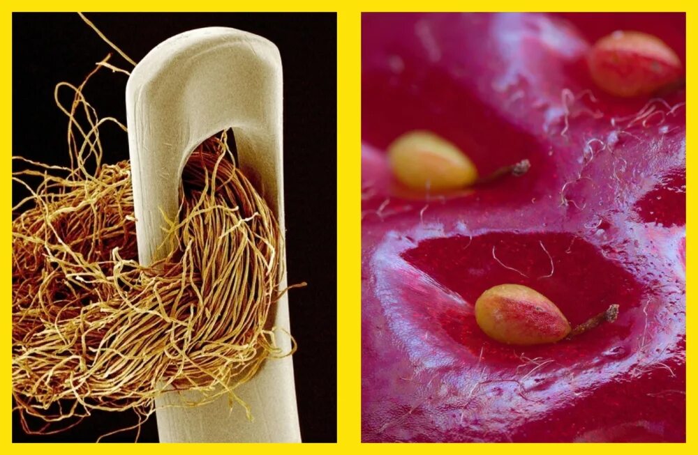 Шариковая ручка макросъемка. Вещи под микроскопом. Вещи под микроскопом. Необычные вещи под микроскопом. Вещи под микроскопом.