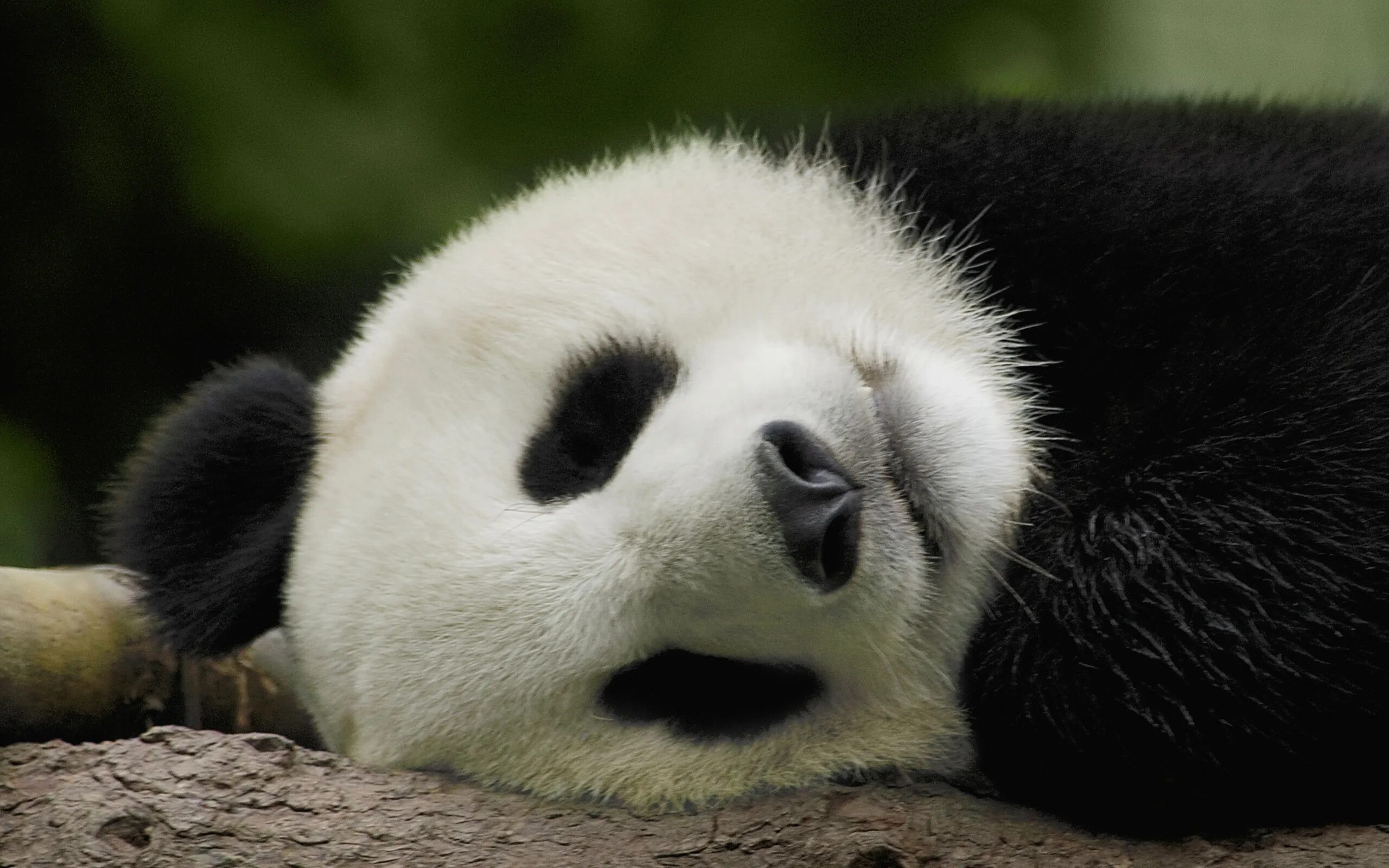 Pandas download