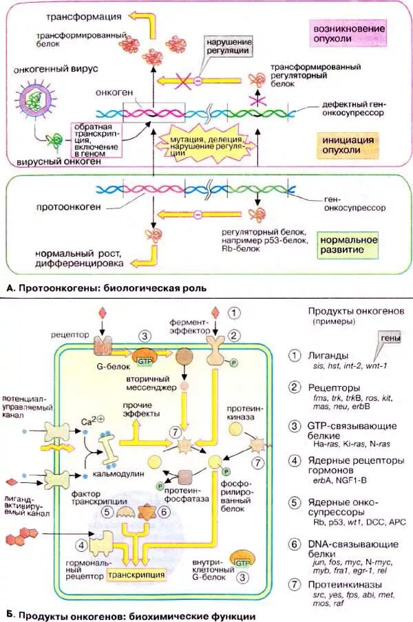 Роль онкогенов и онкосупрессоров