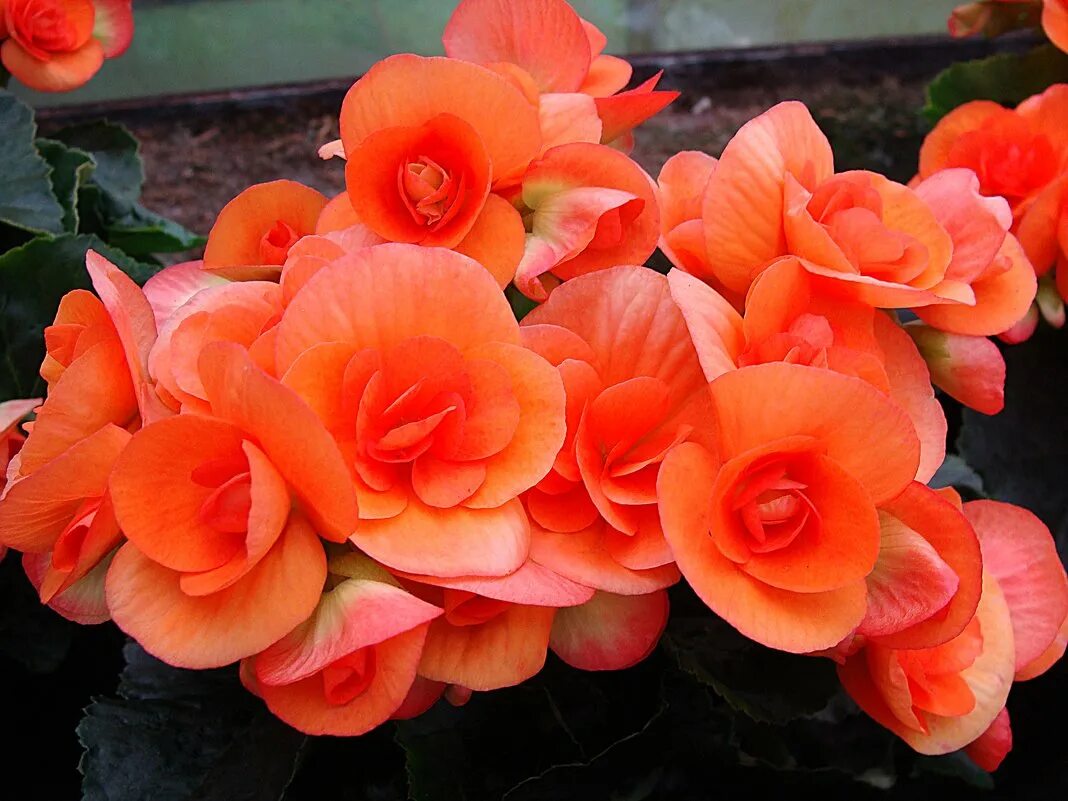 цветущая бегония элатиор. бегония элатиор yellow stone. бегония элатиор красная. бегония elatior. бегония элатиор.