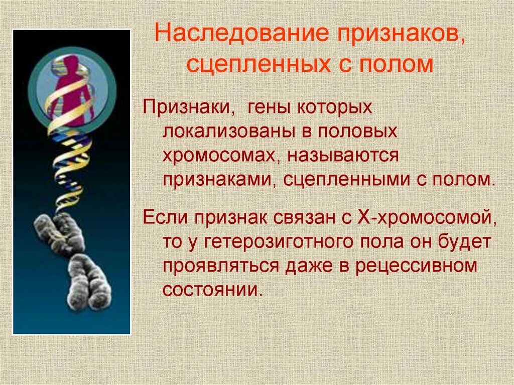 Закон наследования признаков сцепленных с полом. Наследование признаков человека, сцепленных с полом. Ген. Наследование признаков сцепленных с полом формулировка. Наследлвание прищнаков суепленным с полом.