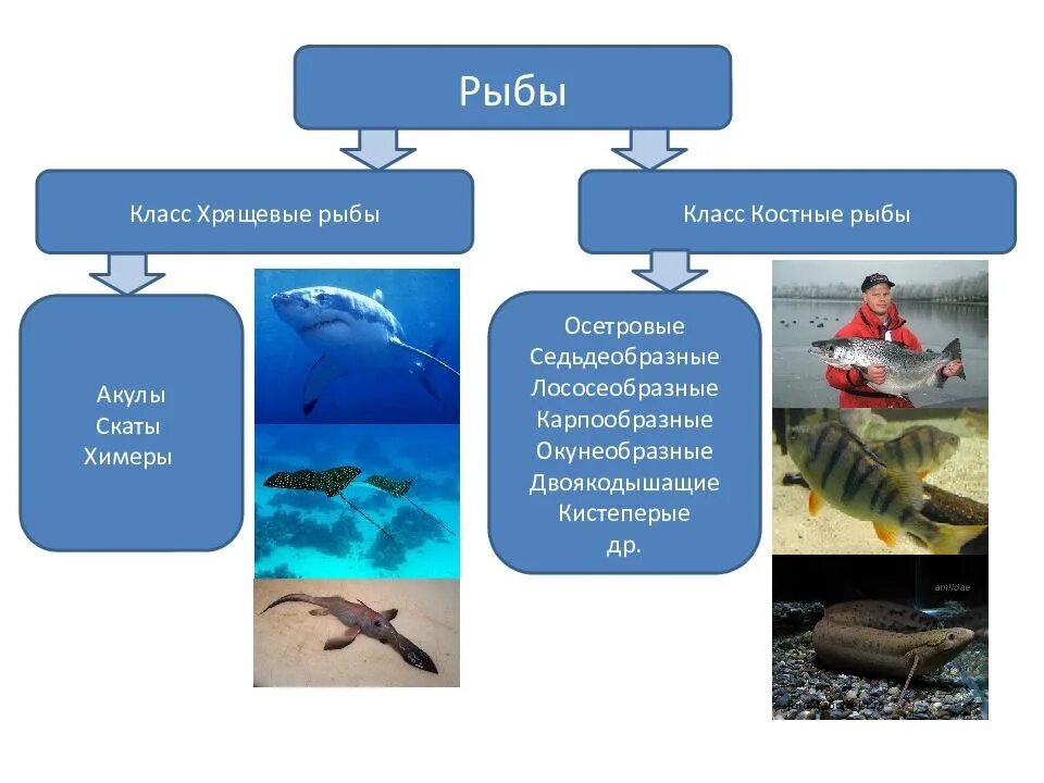 Рыбы примеры 3 класс. Хрящевые и костные рыбы. Класс костные рыбы представители. Классы рыб хрящевые костные. Костно-хрящевые рыбы представители.