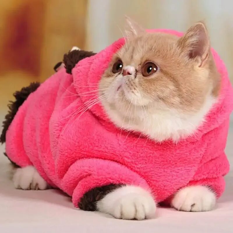 Кошечка с одеждой. Одежда для кошек. Кот в одежде. Толстый кот в свитере. Кот в розовой одежде.