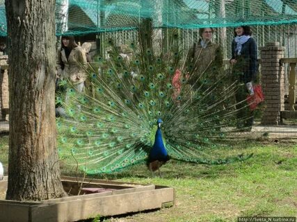 Швейцария парк нижний зоопарк