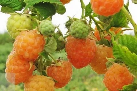 Фото малины золотые купола