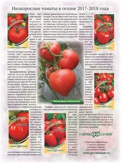 Урожайность томатов большая мамочка