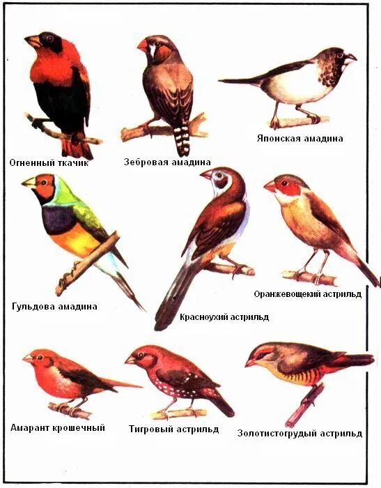 Птицы и их названия. Разные виды птиц. Птицы России. Про птиц и их названия их. Разновидности птиц названия