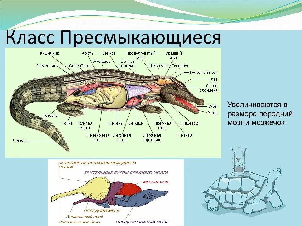 Строение рептилий 7 класс. Система органов рептилий класс пресмыкающихся. Органы чувств пресмыкающихся. Класс пресмыкающиеся органы чувств. Нервная система рептилий.