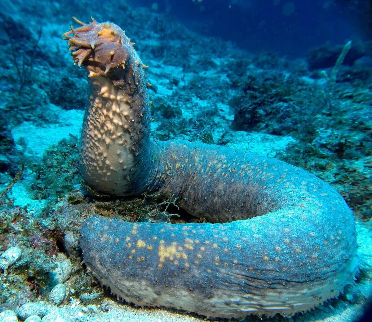 Pin auf Underwater world
