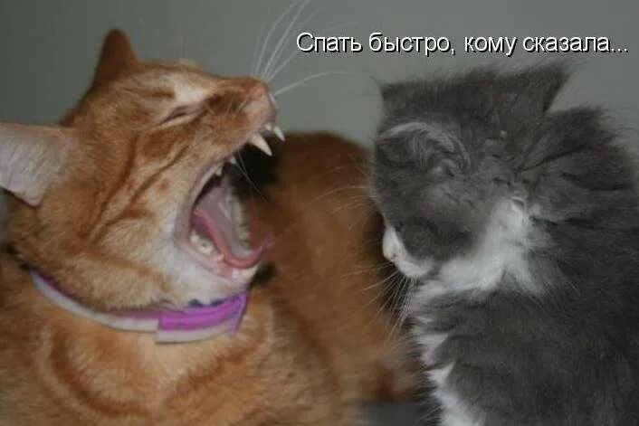 Ну ка быстро найди. Быстро спать. не орать на меня. быстро спать прикольные. смешные картинки быстро спать.
