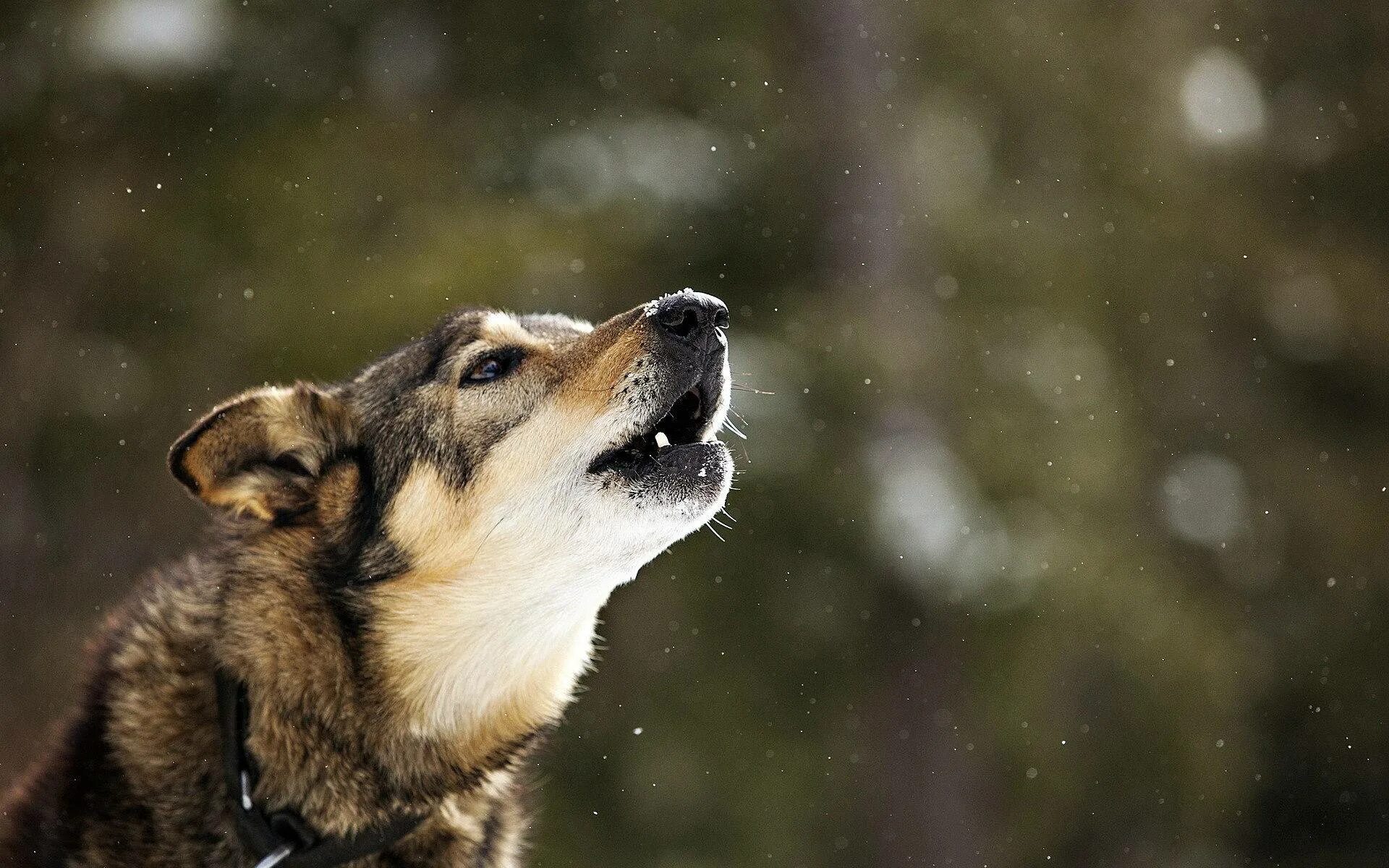 Собаки лают воют. Пес воет. Лающий бигль. Собака воет. Собака лает.