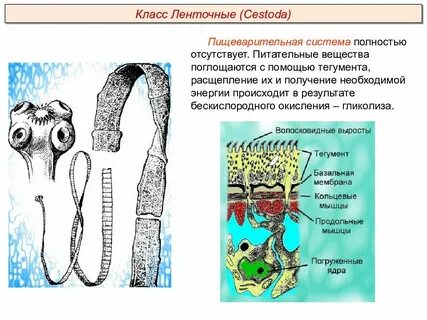 Характеристика класса ленточные черви