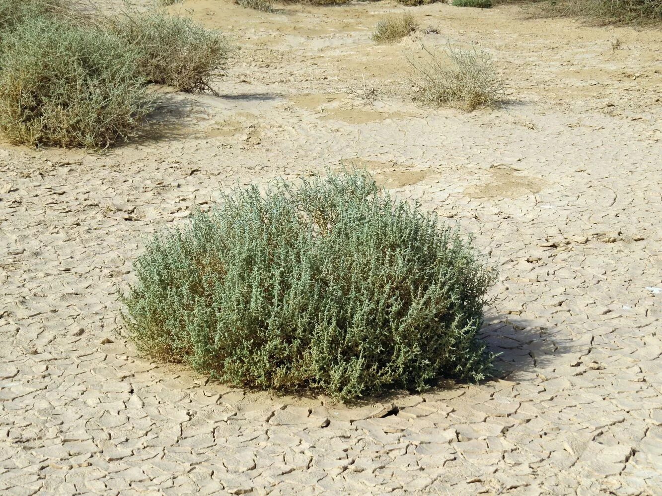 Salsola acutifolia - Image of an specimen - Plantarium