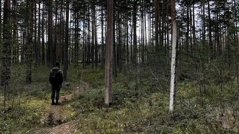 Лес остался