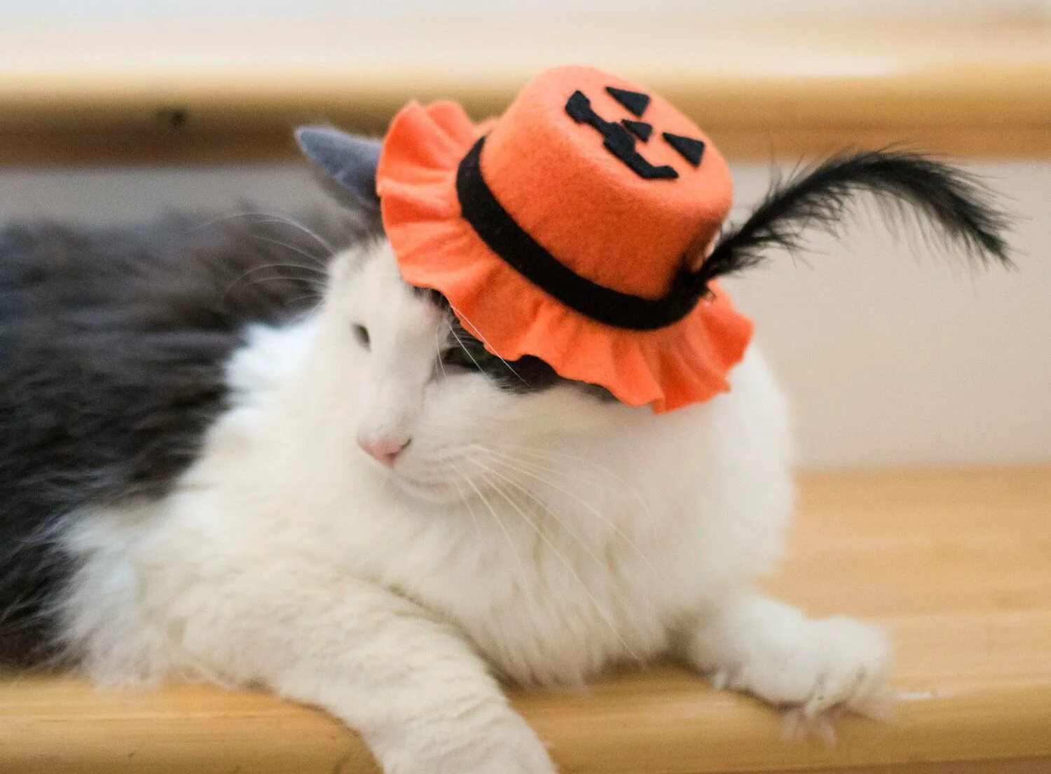 Кот в шляпе отзывы. Котик в шляпке. милые котики в шляпках. милый кот в шляпе. котик с головным убором.