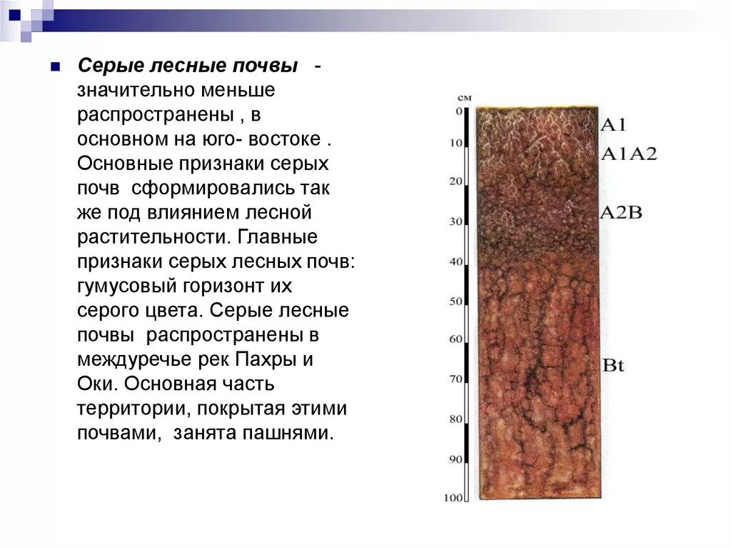 Почвы дерново подзолистые серые лесные бурые. Серые Лесные почвы характеристика плодородие. Серые и бурые Лесные почвы характеристика. Серая Лесная почва описание. Характеристика серые (Лесные) почвы 7 класс география.