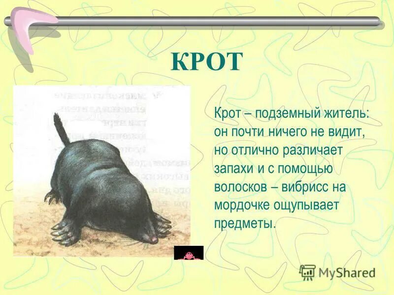 Какое чувство развито у крота. Обитатели почвенной среды обитания. Какое чувство развито у крота. Какое чувство развито у крота. Какое чувство развито у крота.