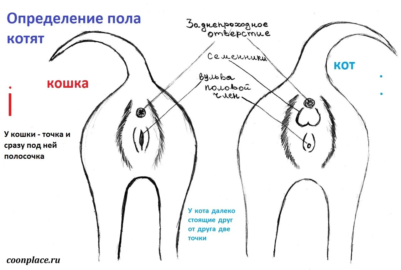 Какова ты в любви взгляни на пальцы тест. Как по дате рождения узнать дату рождения ребенка. Как определить количество детей по дате рождения. Угол между стрелками часов. Как рассчитать сколько будет детей.