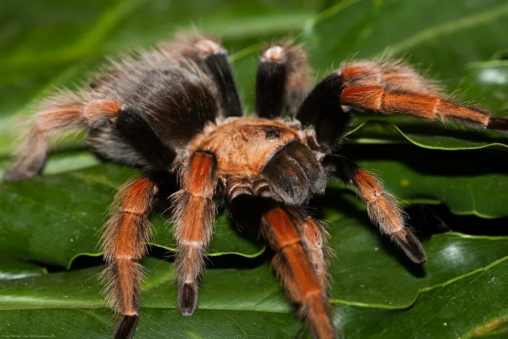 Паук Тарантул. Паук птицеед Голиаф. Brachypelma boehmei. Паук птицеед ядовитый.