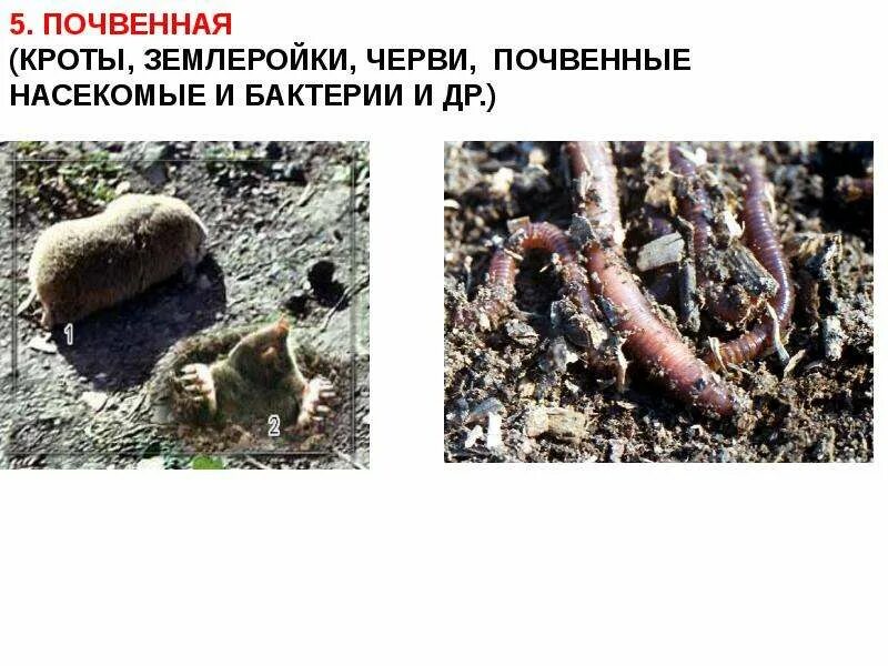 Какие приспособления к среде обитания у крота. Почвенная среда обитания. почвенная среда насекомые. землеройка среда обитания. землеройка почвенная среда.