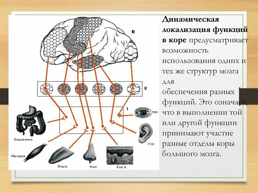 Локализация функций в коре головного мозга. Принцип динамической локализации ВПФ. Учение Павлова о локализации функций в коре. Динамическая локализация функций в коре. Локализация психических функций в мозге