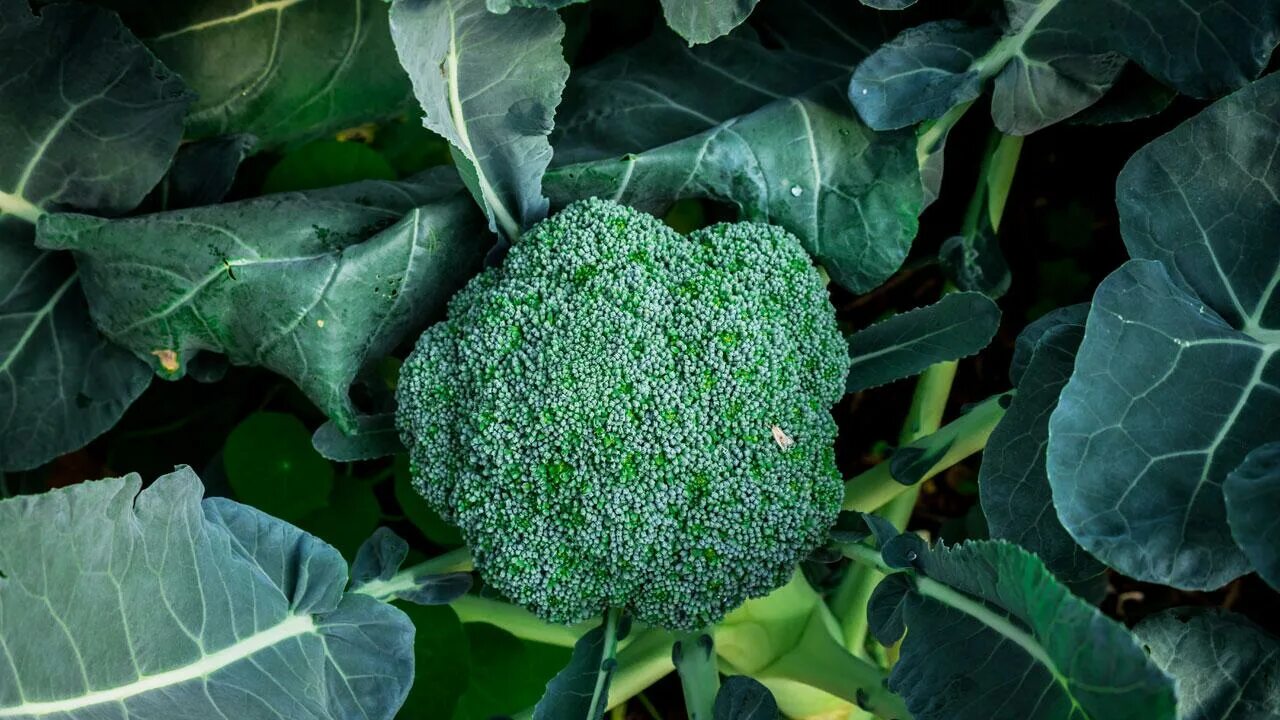 45 Vegetables You Can Grow in the Shades (Without Full Sunlight) - The Rhythm of