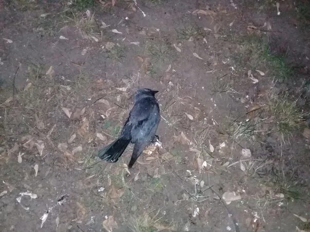 Ворона заклевала голубя. Застрелил ворона. Застрелил ворона. Ворона напала на голубя. Застрелил ворона.