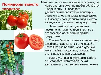 Помидоры полезные вещества