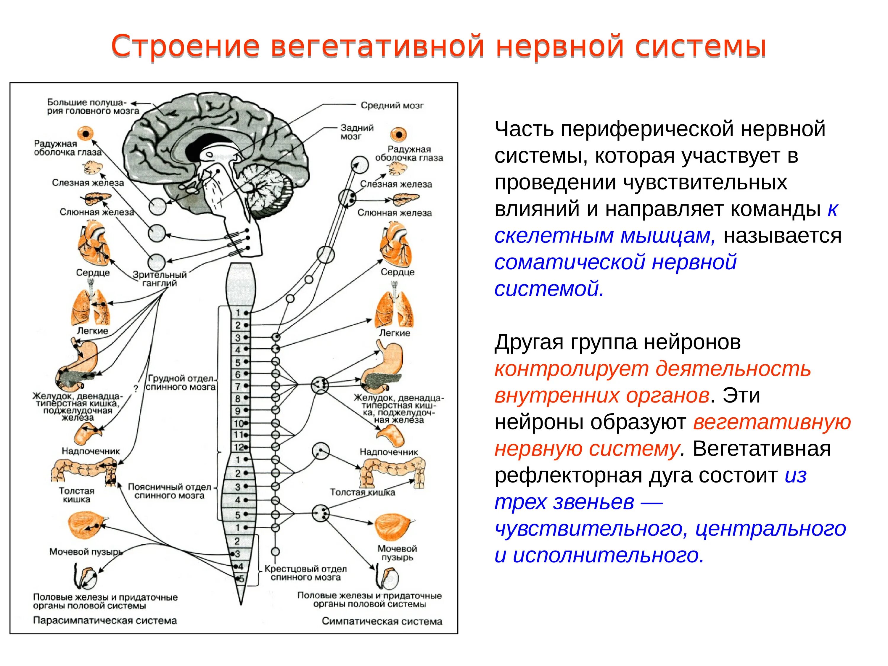 Автономная нервная система выполняет функции. Нервная система пименов. черепные и спинномозговые нервы. тест по теме нервная система. задания по теме нервная система с рисунками.