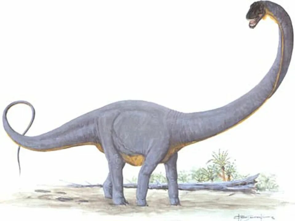 Суперзавр. Supersaurus vivianae. «суперзавр», «ультразавр». кнутохвостый суперзавр. суперзавр динозавр.