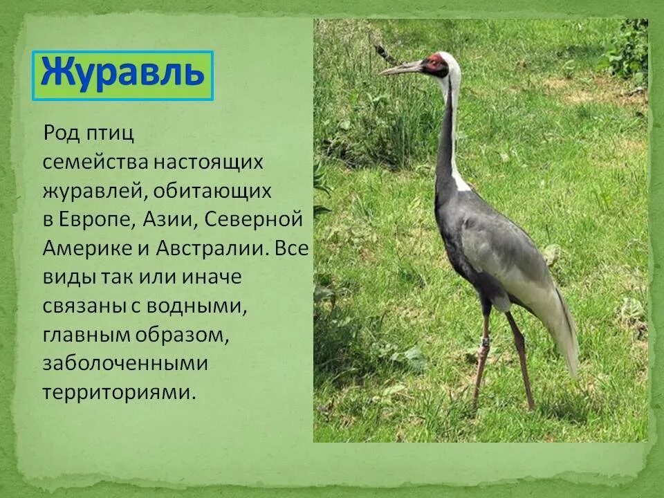Краткое содержание журавли
