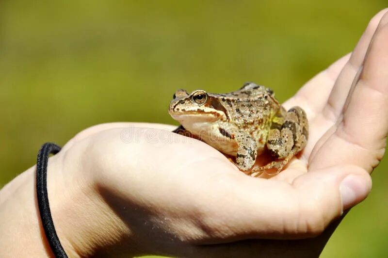 Лягушка мультяшная. Лягушка картинка для детей. Frog like. Frog like. Jump like a frog.