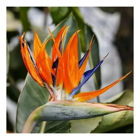 Blossoming strelitzia flower in the garden фотография Stock Adobe Stock
