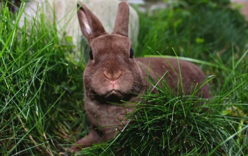 Сколько всего живут кролики. Сколько живут кролики. Продолжительность жизни кролика. Срок жизни кролика. Годы жизни кроликов.