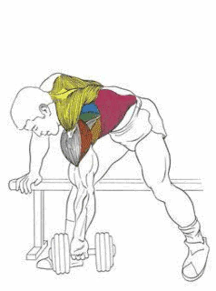 Упражнения для прокачивания мышц спины. Тяга гантелей в наклоне с супинацией. Упражнения для накачки спины гантелями. Прокачка широчайших мышц спины гантелями.