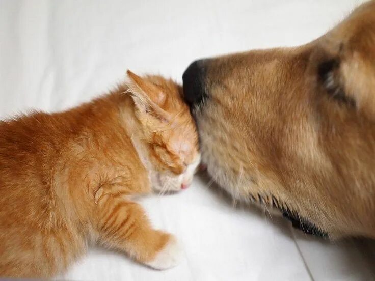 Котенок спас собаку. Котенок рыжий пес. рыжий котенок и собака. рыжий кот и рыжая собака. рыжий котенок и щенок.