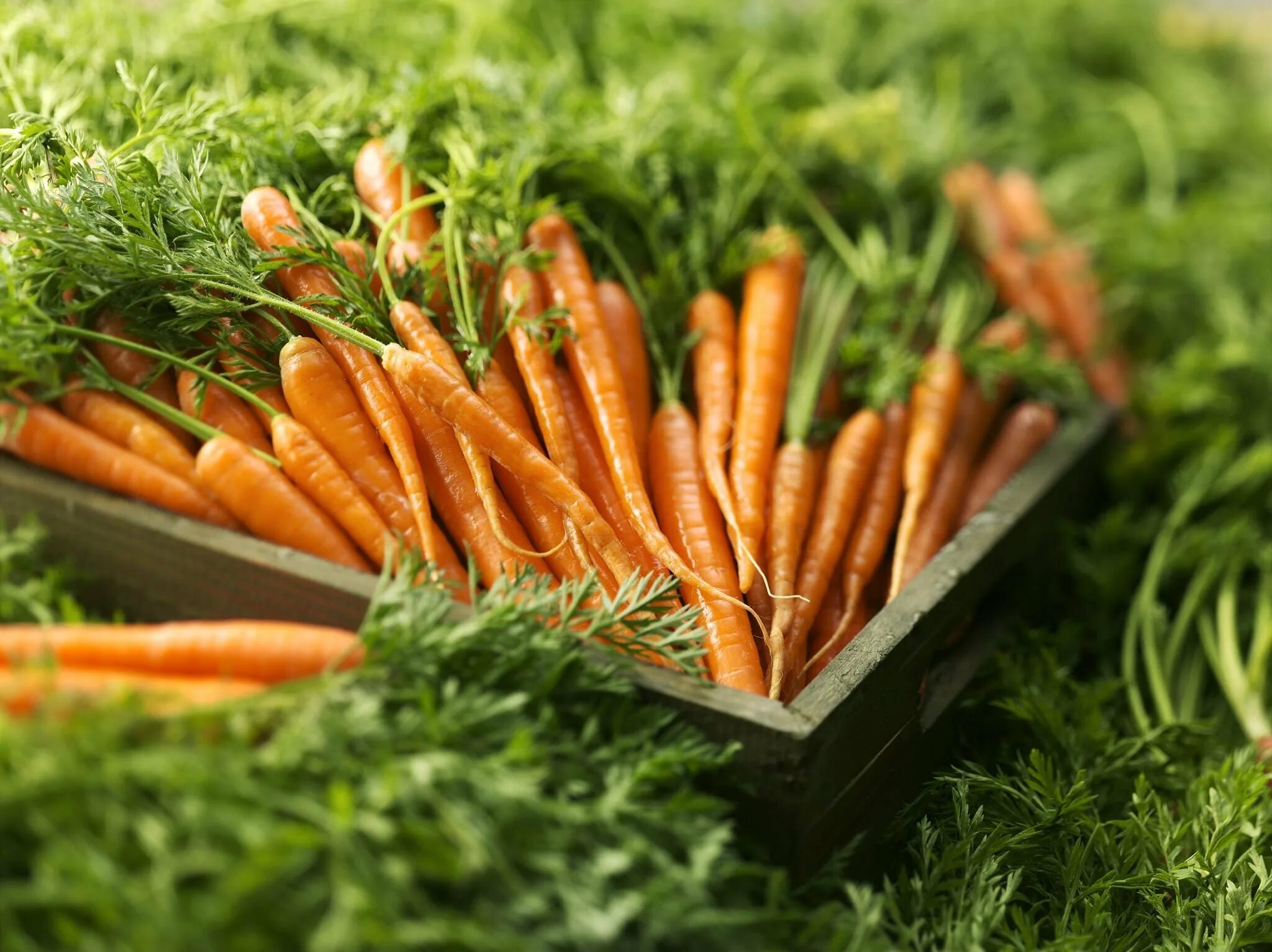 Морковь в черноземье. Морковь Олимпиец. Морковь с ботвой. Морковь на грядке. Красивая морковь.