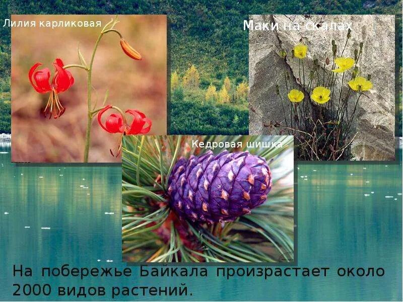 Растения эндемики озера байкал. Растения прибайкалья для детей. Растительный мир прибайкалья подготовительная группа. Растительный мир прибайкалья подготовительная группа. Растительность озера байкал.