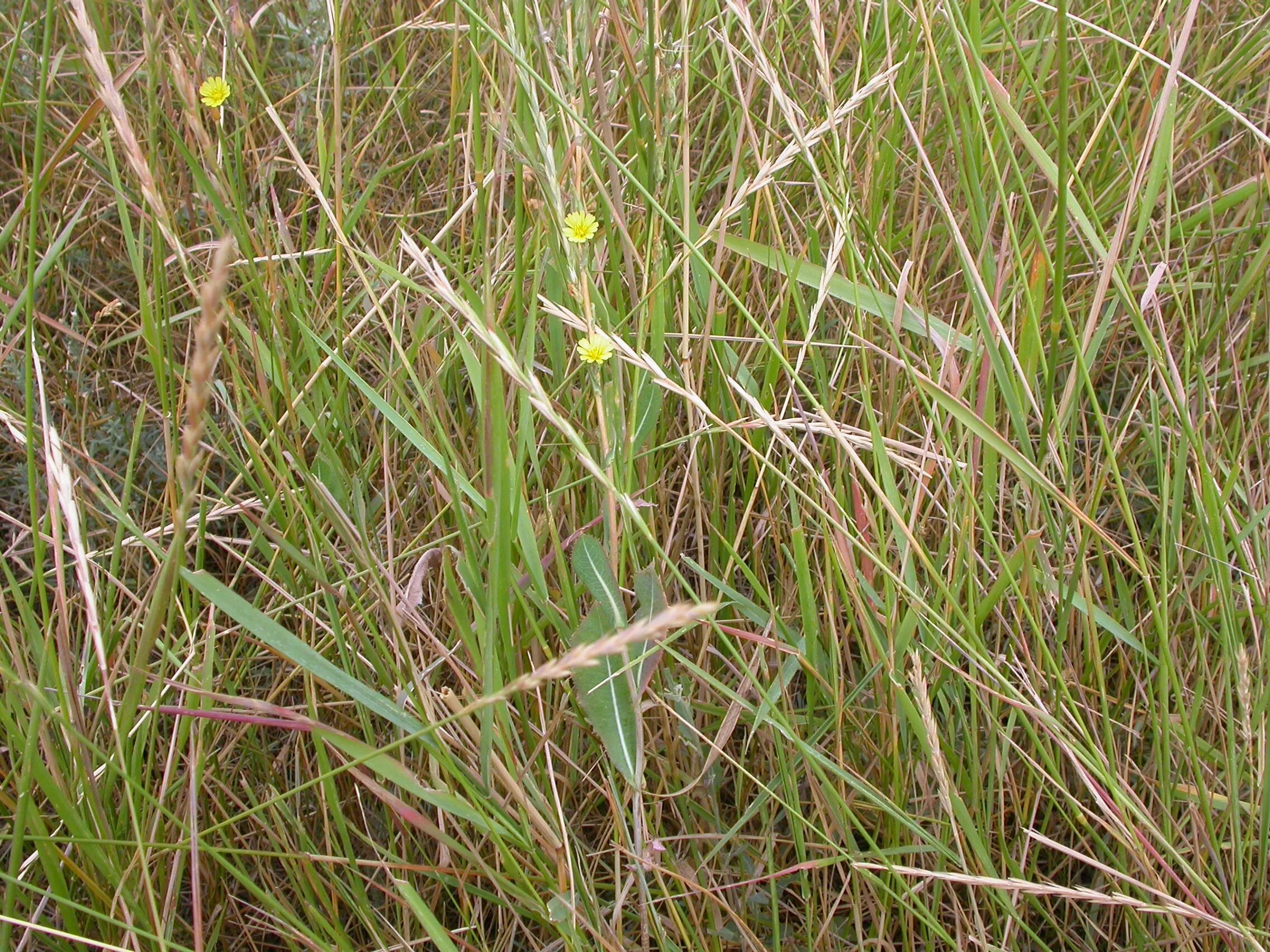 Agropyron repens. Agropyron repens(l.) Beauv.. Подорожник ползучий (Elytrigia repens). Сорняк читать