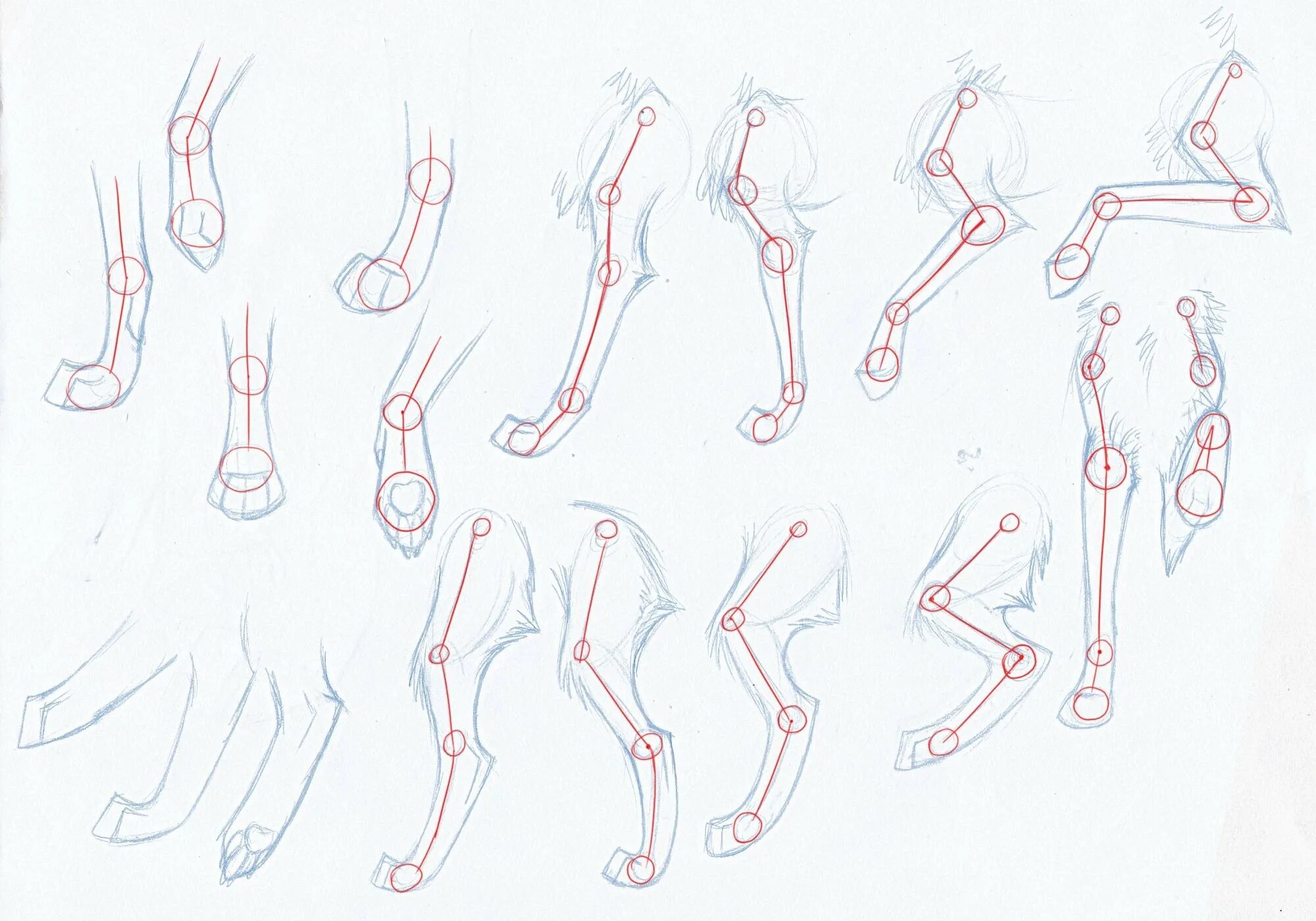 Анатомия волка референс лапы. Задние лапы волка референс. Анатомия лапы собаки референс. Анатомия лап фурри. Лапы референс