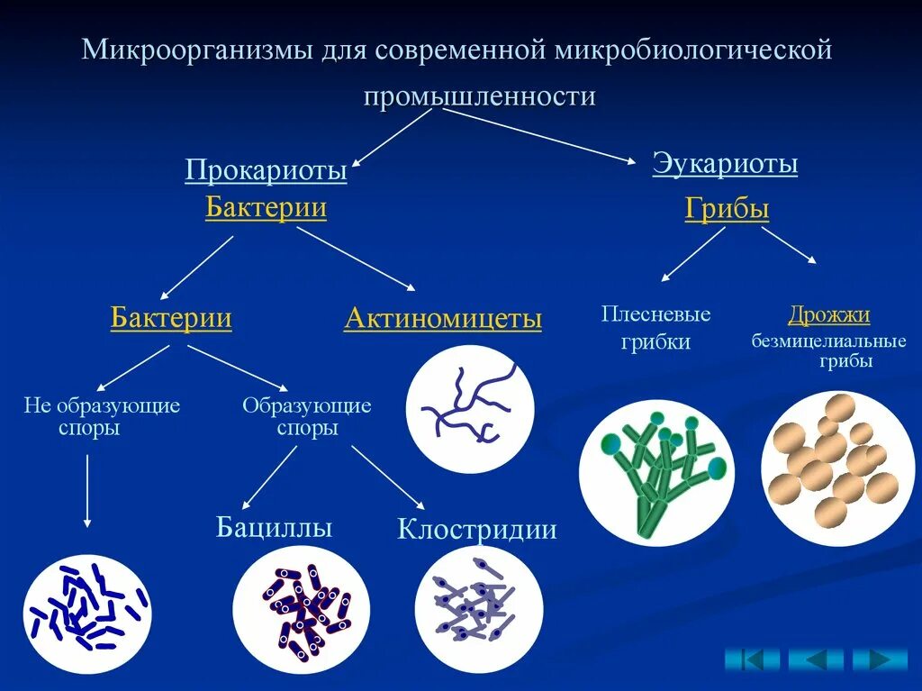 Формы жизни прокариоты