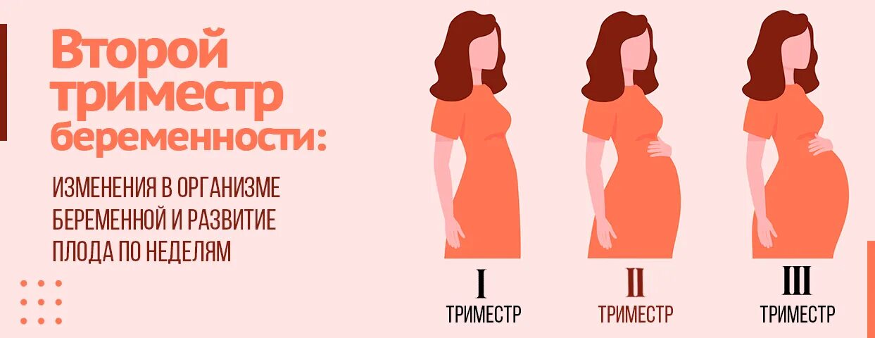 Первый триместр это сколько. 1 и 2 триместр беременности. 1 триместр беременности по неделям. 1 триместрбере енности. 2 триместр беременности.