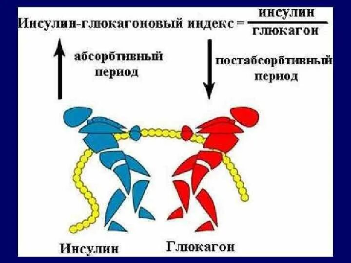 Фермент расщепляющий инсулин. Инсулин и глюкагон взаимосвязь. Инсулин-глюкагоновый индекс. Инсулин и глюкагон функции. Гормоны инсулин и глюкагон.