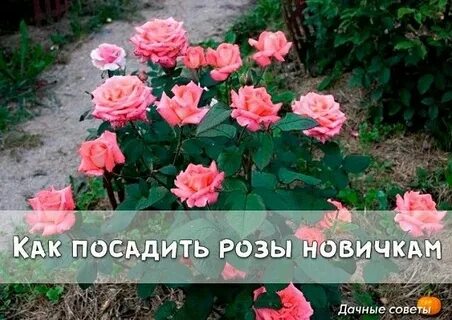 Зачем же я розочку садила текст