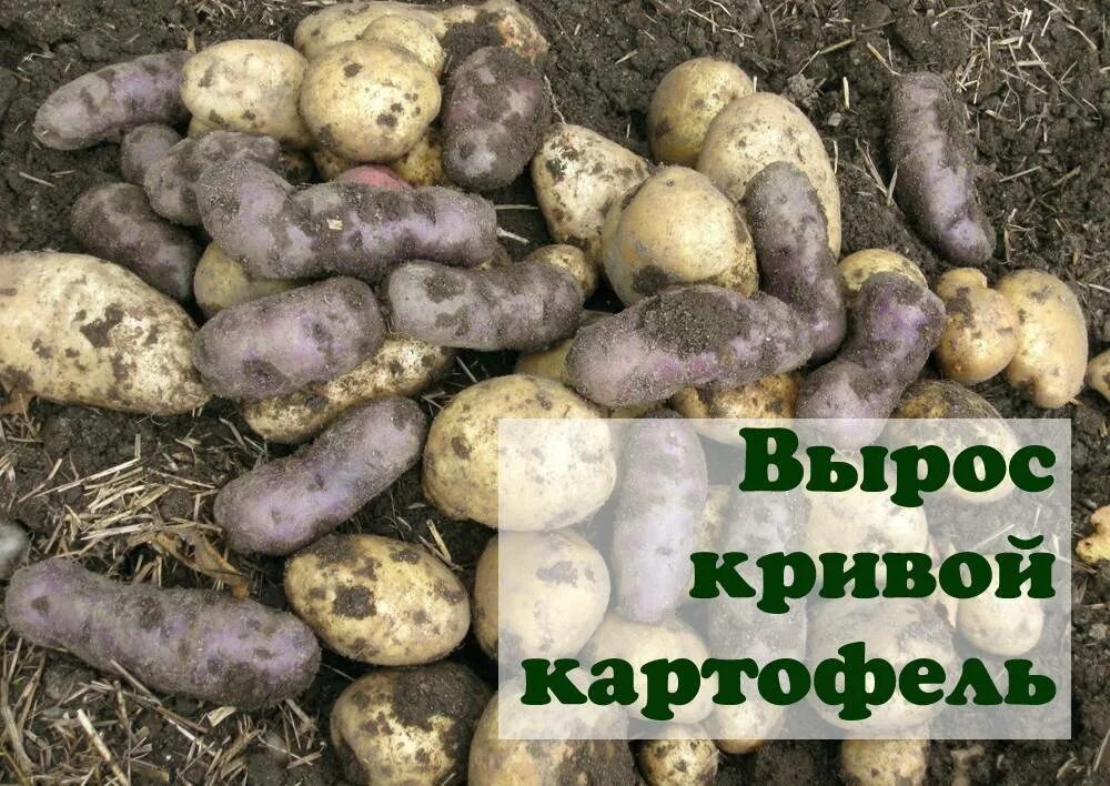 Сорт картофеля Прайм. Сорт картофеля Арроу. Сорт картофеля Прайм Элей. Сорт картофеля цыганка.